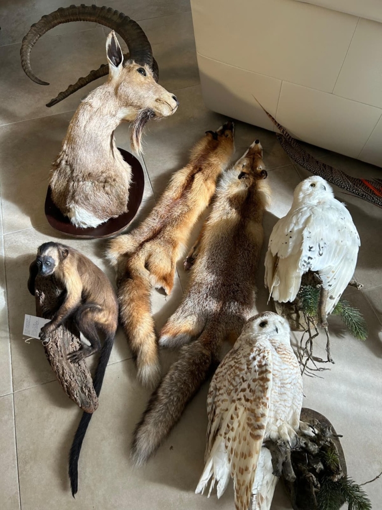 פורטל הכרמל