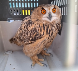 אחזקה לא חוקית של חיות מוגנות