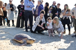 מרכז הארצי להצלת צבי הים