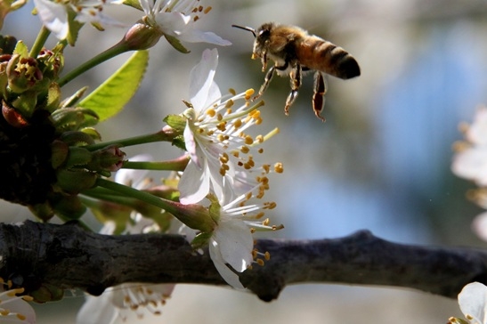 כל מה שכדאי לדעת על דבש
