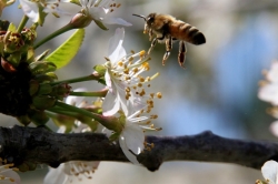 כל מה שכדאי לדעת על דבש