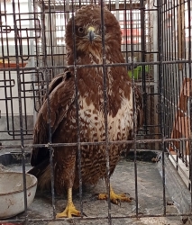 תושב עוספיה הציל עקב חורף