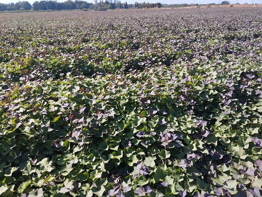 חוק המים נכנס לתוקף ותעריפי המים לחקלאות יורדים