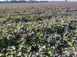 חוק המים נכנס לתוקף ותעריפי המים לחקלאות יורדים