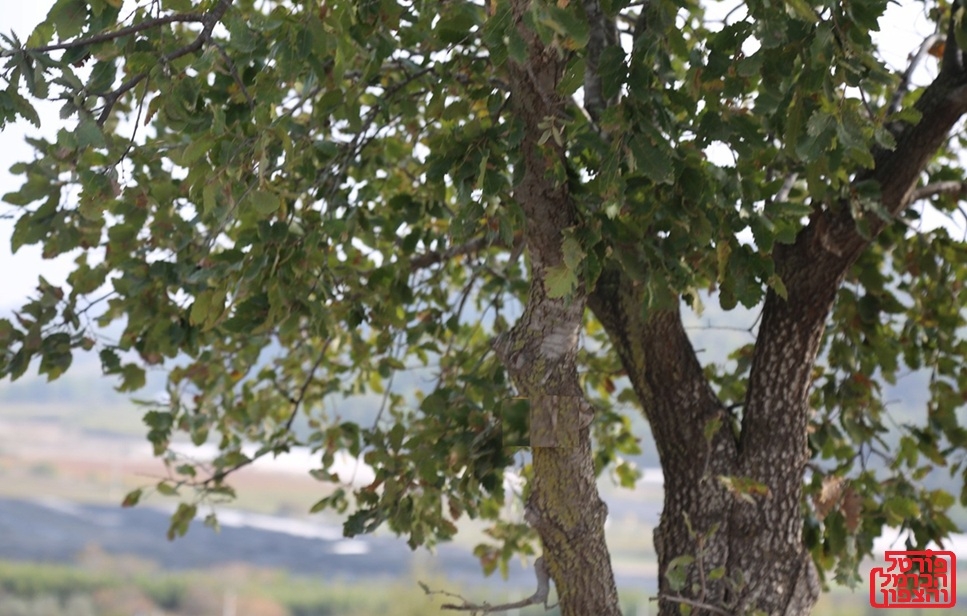 אוכלוסיית ישראל נאמדת בכ-10.178 מיליון תושבים