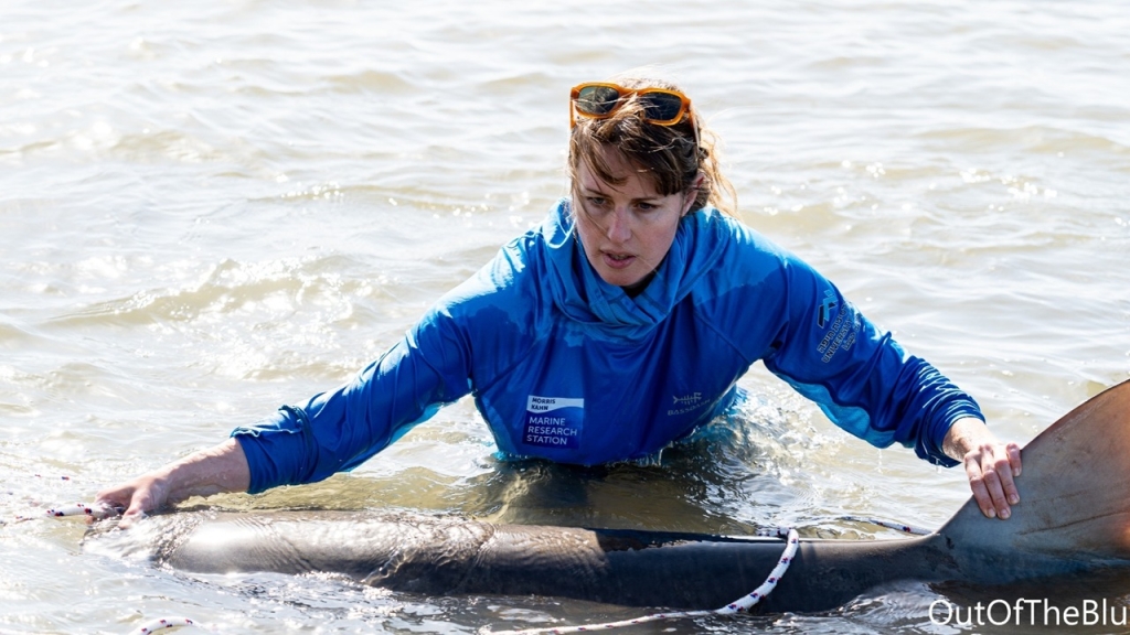 כרישה בהריון נמצאה ללא רוח חיים