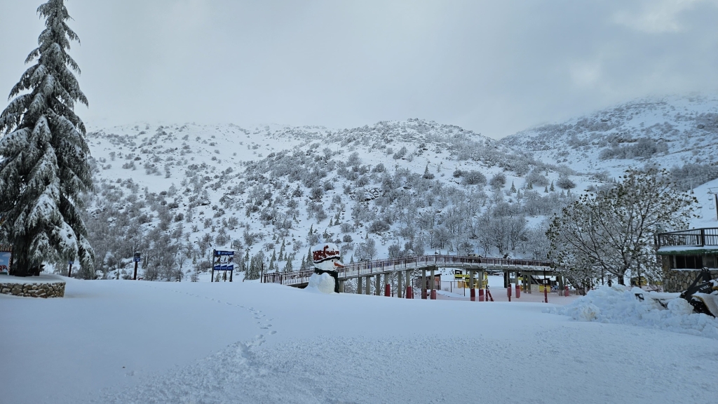 פורטל הכרמל