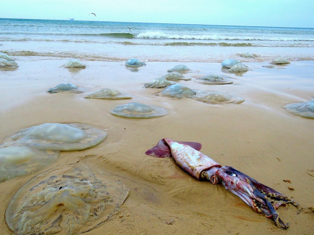 נחיל מדוזות בחוף מעגן מיכאל ודור