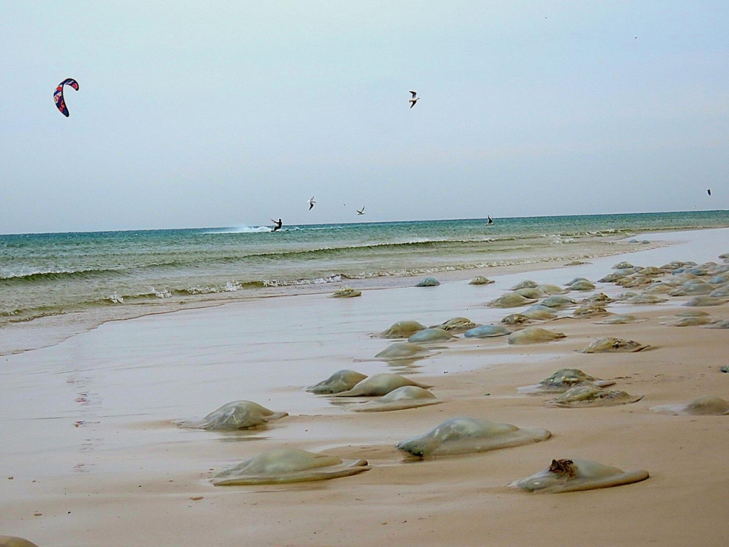 פורטל הכרמל