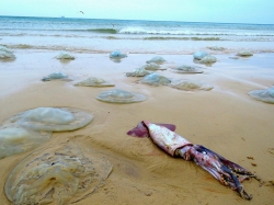 נחיל מדוזות בחוף מעגן מיכאל ודור