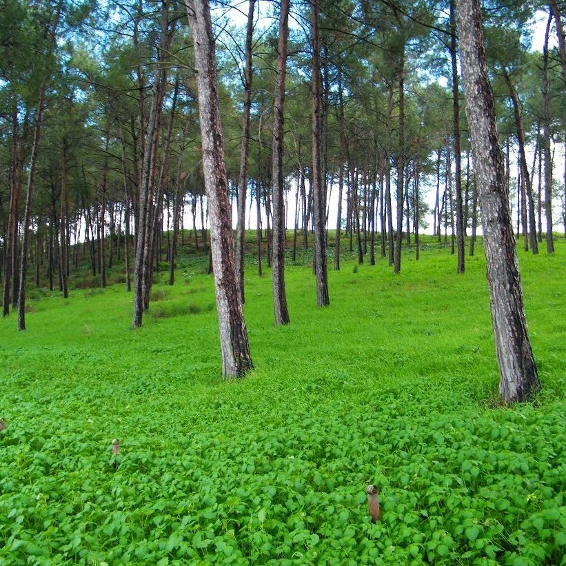 גבעת הרקפות ברמת מנשה