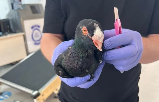 הדביק ליונים הנדירות שניסה להבריח את הכנפיים והמקור