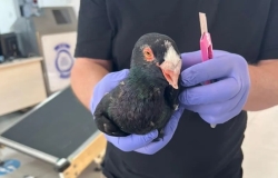 הדביק ליונים הנדירות שניסה להבריח את הכנפיים והמקור