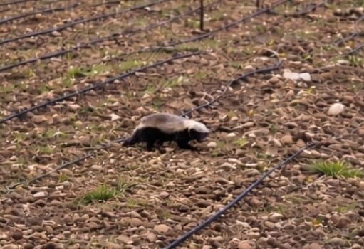 גירית דבש בצפון