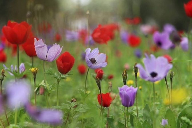 פורטל הכרמל
