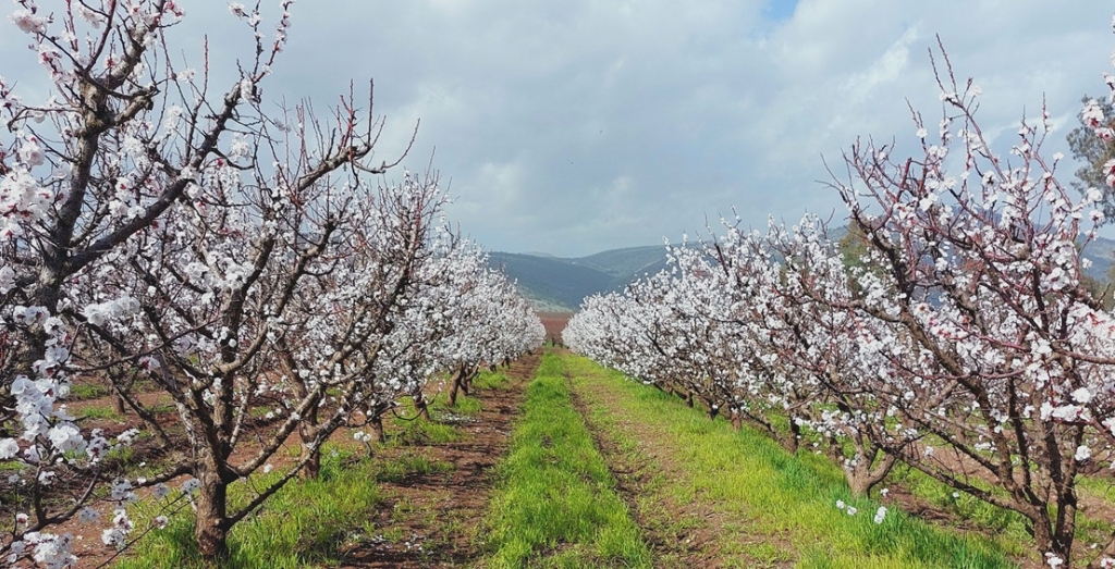 החלה פריחת העצים הנשירים
