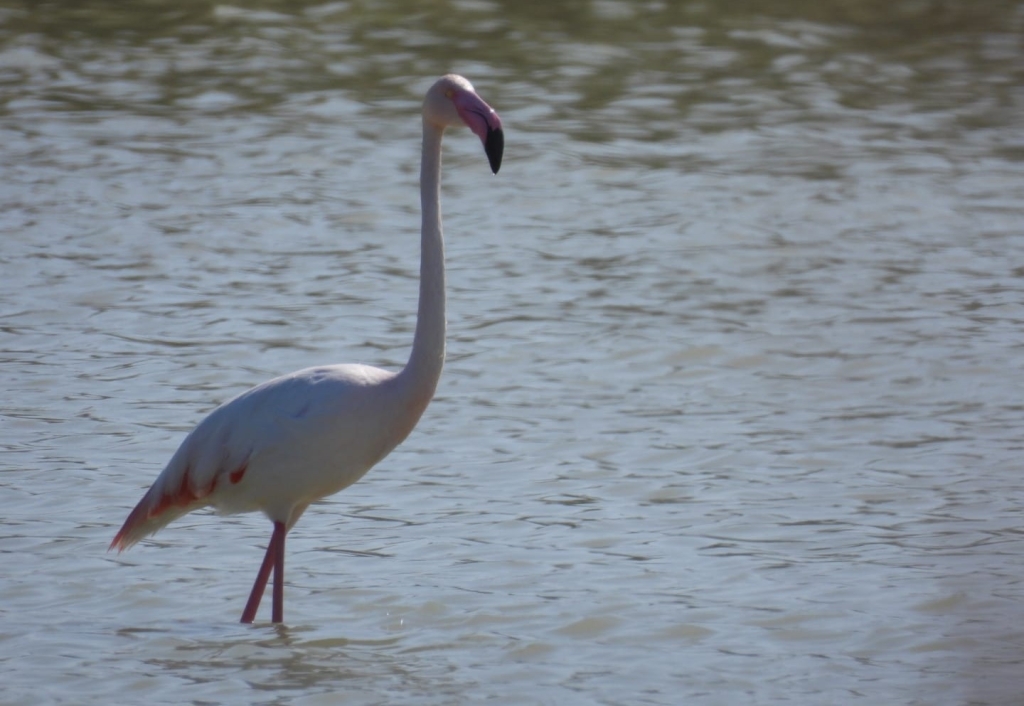 התמונות של רשות הטבע והגנים
