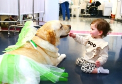 המרגיעה הרשמית של רמב