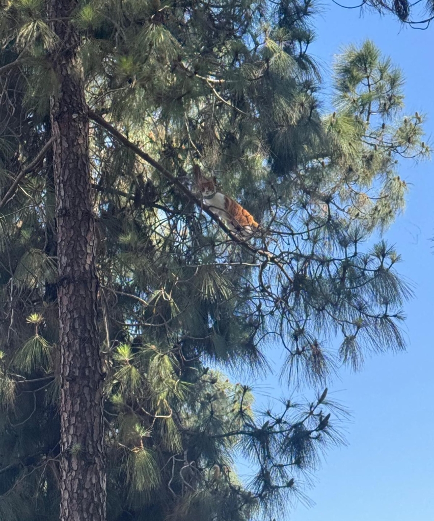 פורטל הכרמל