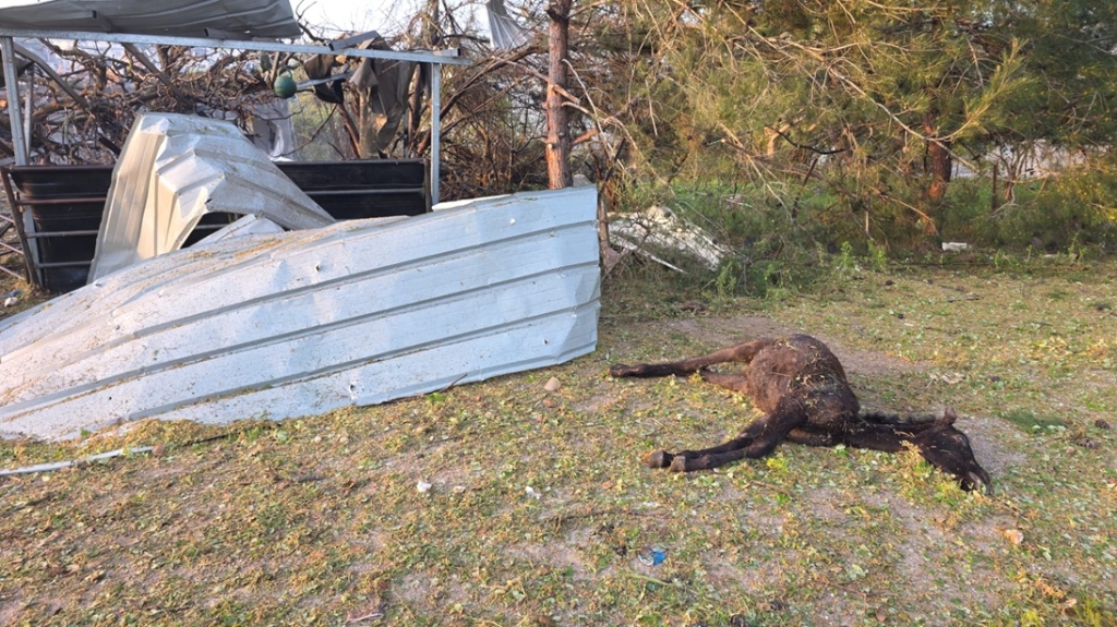 פורטל הכרמל