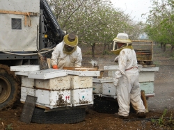 דבש גם תחת אש