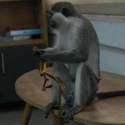 קוף מסוג גנון נתפס בכפר קאסם