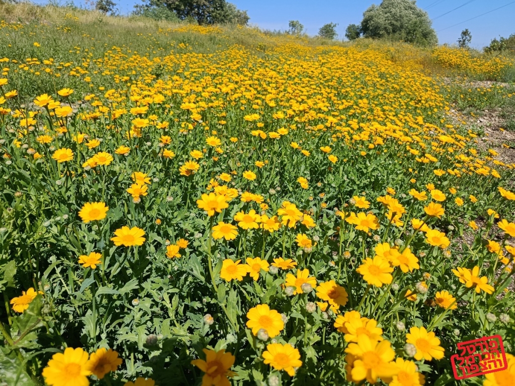 הטבע שלא השאיר ישראלים בבית