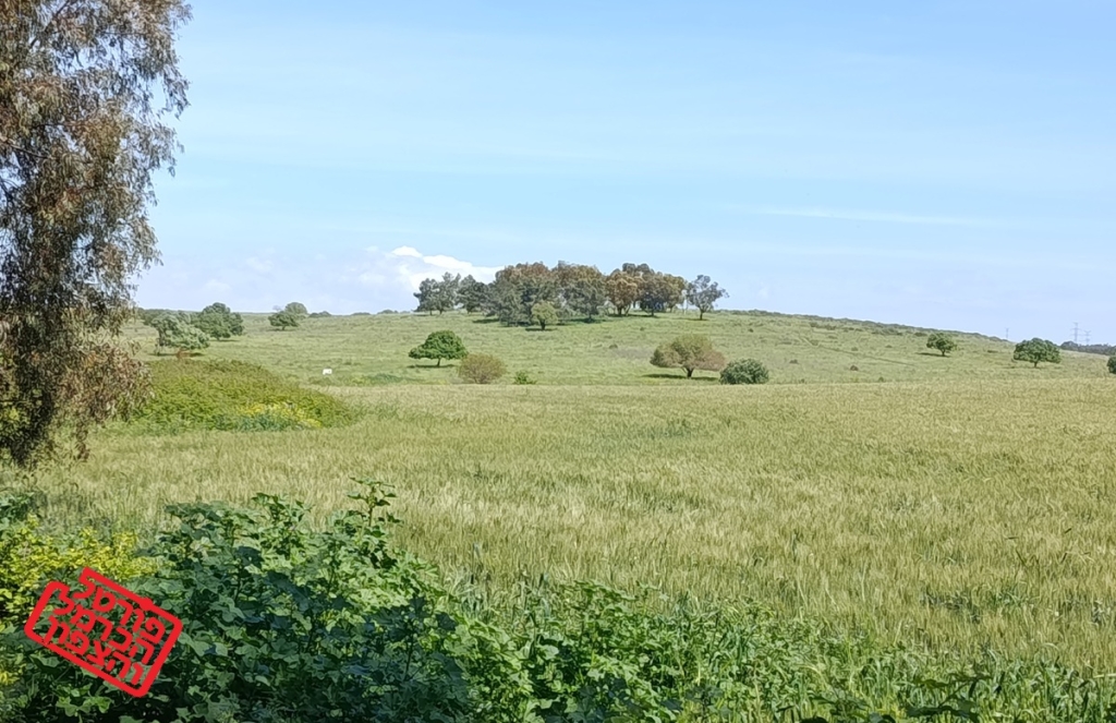 פורטל הכרמל