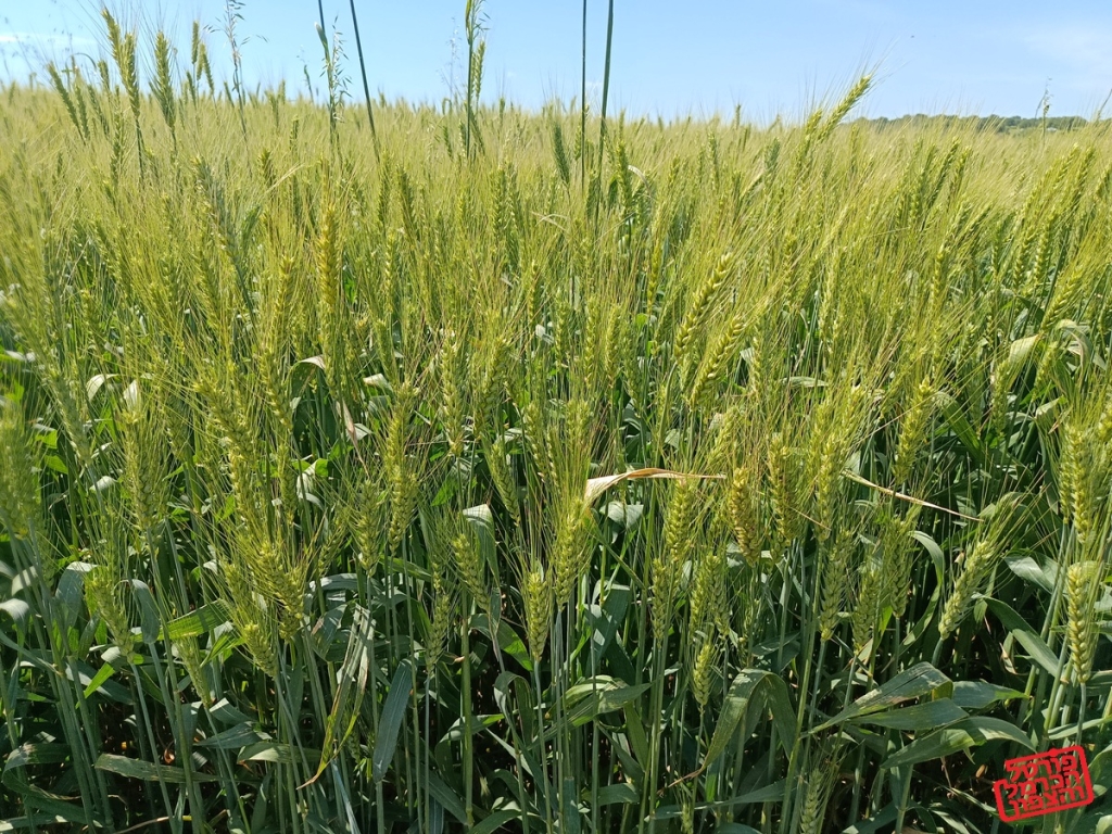 פורטל הכרמל