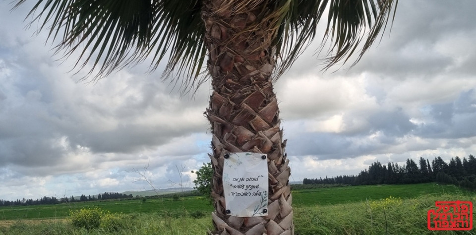 דבריו של סרן שילה ראוכברגר ז