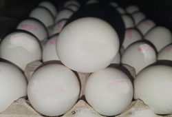 ניסיונות הברחה של 150,000 ביצים לא מפוקחות