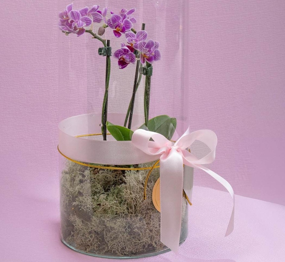 סחלב פלנופסיס המתנה המושלמת