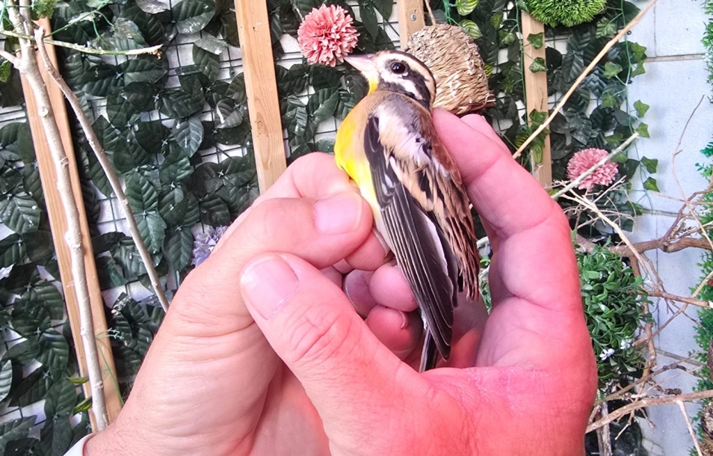 פורטל הכרמל