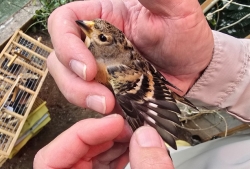 נמצאו 66 ציפורים שהוחזקו בבית פרטי בניגוד לחוק