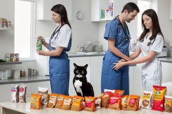 אוכל רפואי לחתולים