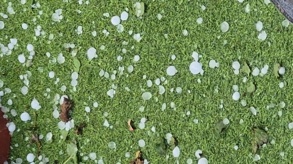 פורטל הכרמל