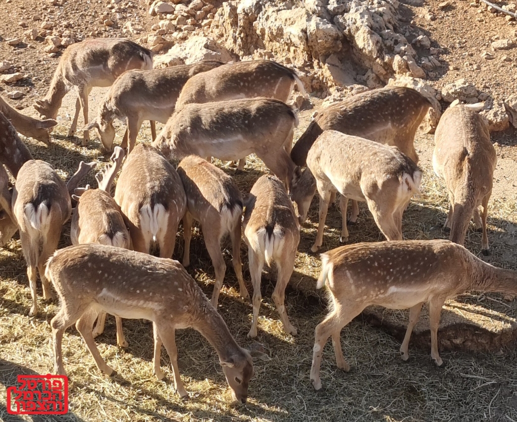 פורטל הכרמל