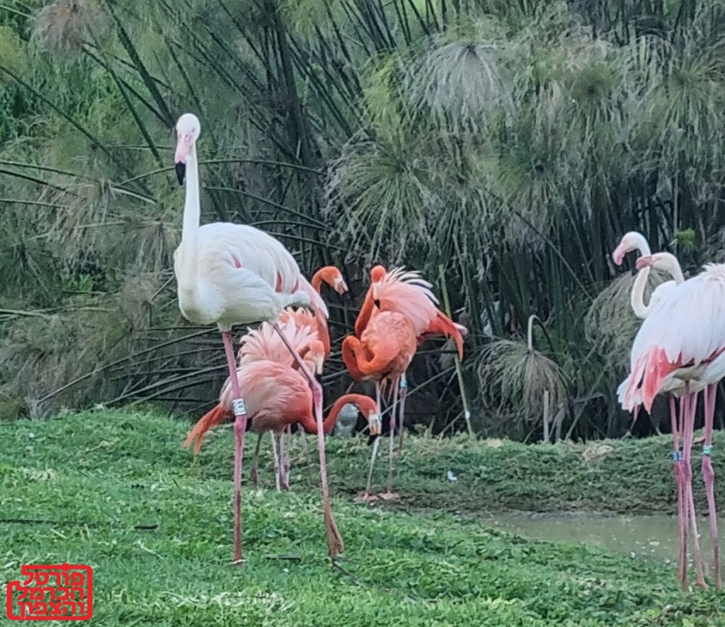 פורטל הכרמל