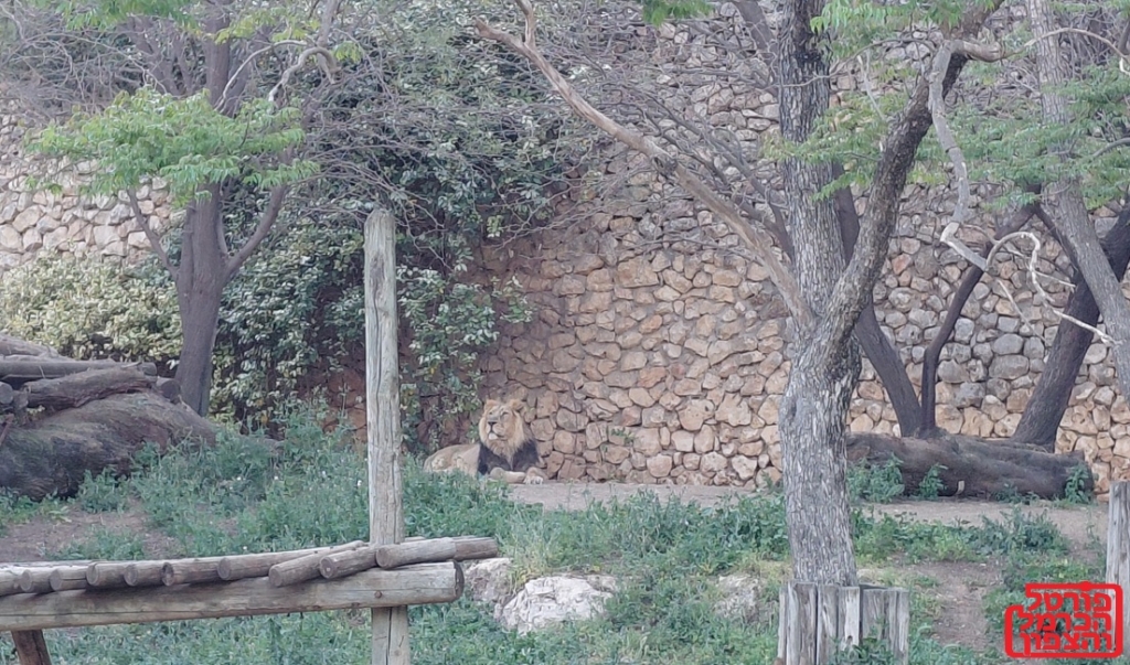 פורטל הכרמל