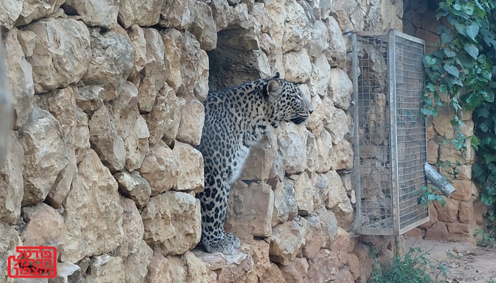 גן החיות ירושלים מקום למשפחות