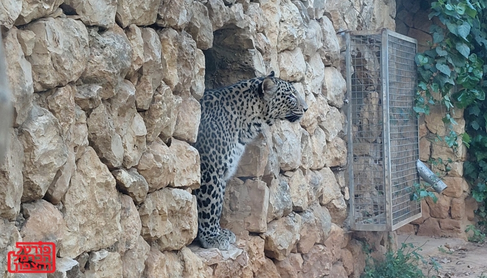 גן החיות ירושלים מקום למשפחות
