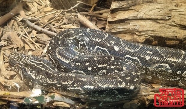 זהירות נחשים מה צריך לעשות בהכשה