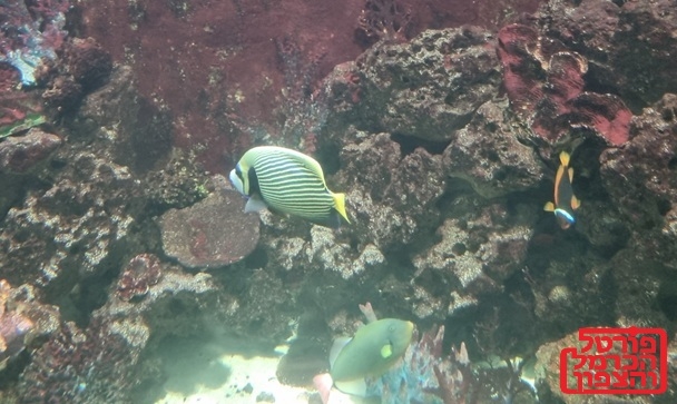 הים מתחמם הפלסטיק מצטבר והמינים המקומיים נעלמים