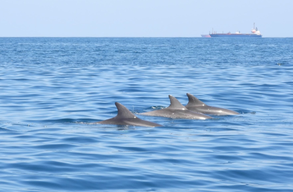 דולפינים במפרץ חיפה