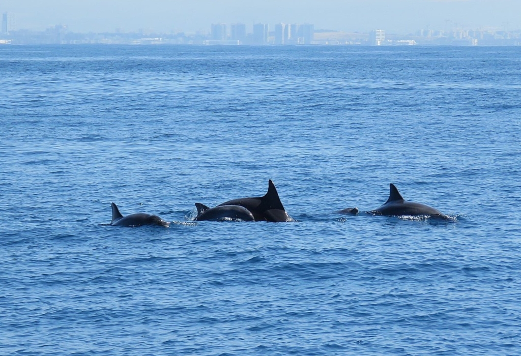 פורטל הכרמל