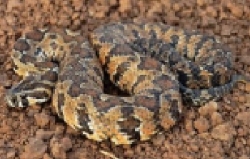 זהירות נחשים מה צריך לעשות בהכשה