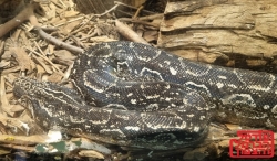 זהירות נחשים מה צריך לעשות בהכשה