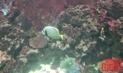 הים מתחמם הפלסטיק מצטבר והמינים המקומיים נעלמים