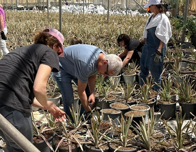 מהשתלה לשתילה