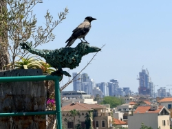 עורב יושב על פסל עורב